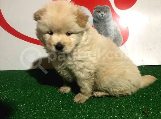 Çi̇n Aslani Chow Chow Yavrularimiz Evi̇ni̇zi̇n Neşesi̇ Olacaktir görsel
