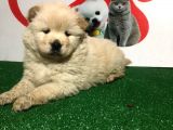 Çi̇n Aslani Chow Chow Yavrularimiz Evi̇ni̇zi̇n Neşesi̇ Olacaktir