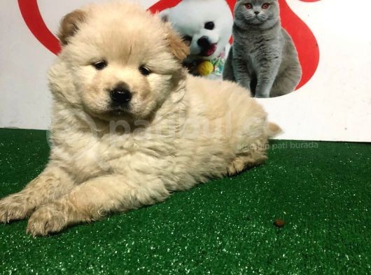 Çi̇n Aslani Chow Chow Yavrularimiz Evi̇ni̇zi̇n Neşesi̇ Olacaktir görsel