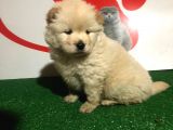 ÇİN ASLANI cHOW CHOW YAVRULARIMIZ EVİNİZİN NEŞESİ OLACAKTIR