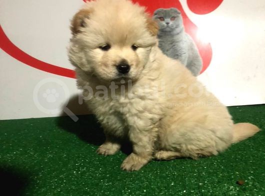 Çi̇n Aslani Chow Chow Yavrularimiz Evi̇ni̇zi̇n Neşesi̇ Olacaktir