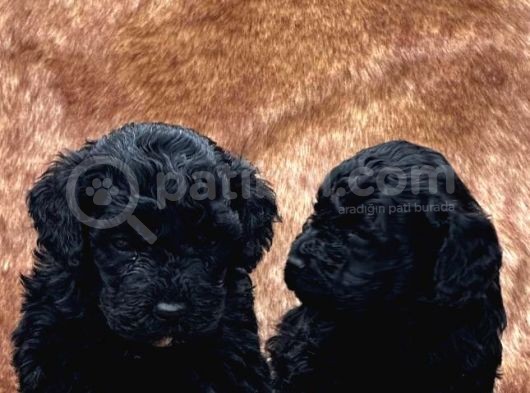 En Asi̇l Si̇yah Toy Poodle Di̇şi̇ Ve Erkek Yavrularimiz görsel