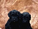 EN ASİL SİYAH TOY POODLE DİŞİ VE ERKEK YAVRULARIMIZ
