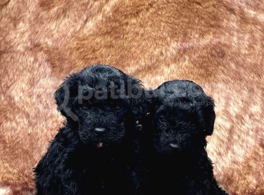 En Asi̇l Si̇yah Toy Poodle Di̇şi̇ Ve Erkek Yavrularimiz