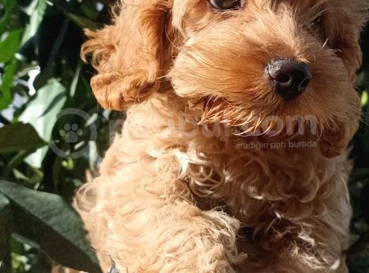 3 Aylik Erkek Cockapoo görsel