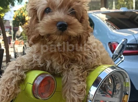 3 Aylik Erkek Cockapoo