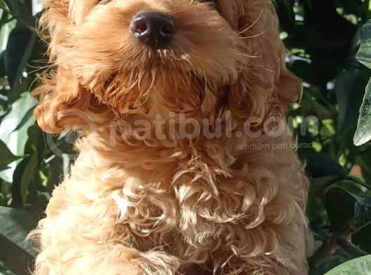 3 Aylik Erkek Cockapoo görsel