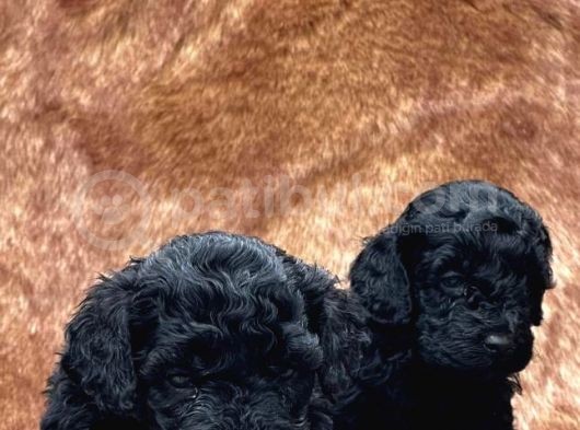 En Asi̇l Si̇yah Toy Poodle Di̇şi̇ Ve Erkek Yavrularimiz görsel