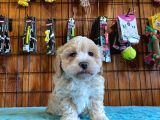 Malti̇poo Güzeli̇ Di̇şi̇ Bebek