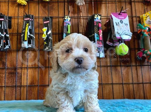 Malti̇poo Güzeli̇ Di̇şi̇ Bebek görsel