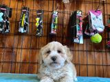 Malti̇poo Güzeli̇ Di̇şi̇ Bebek