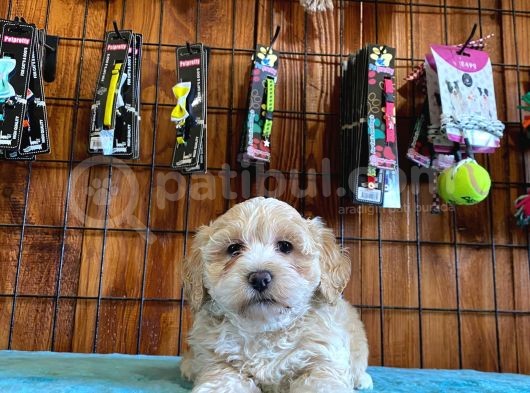 Malti̇poo Güzeli̇ Di̇şi̇ Bebek görsel