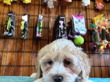 Malti̇poo Güzeli̇ Di̇şi̇ Bebek