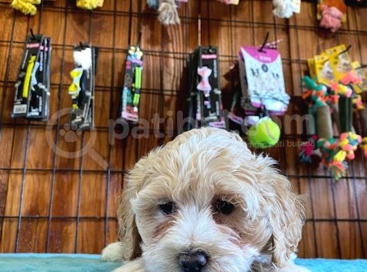 Malti̇poo Güzeli̇ Di̇şi̇ Bebek görsel