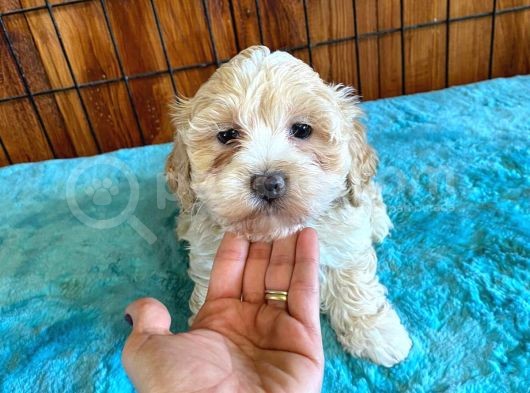 Malti̇poo Güzeli̇ Di̇şi̇ Bebek