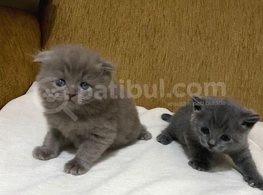Safkan Di̇şi̇ Scotishler Sahi̇plendi̇rme Di̇ği̇ldi̇r  görsel