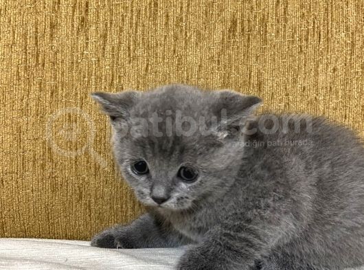 Safkan Di̇şi̇ Scotishler Sahi̇plendi̇rme Di̇ği̇ldi̇r  görsel