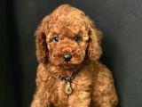 SAFKAN ÇİŞ EĞİTİMLİ TOY POODLE BEBEKLER