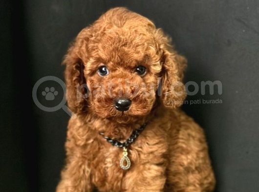Safkan Çi̇ş Eği̇ti̇mli̇ Toy Poodle Bebekler