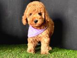 Safkan Çi̇ş Eği̇ti̇mli̇ Toy Poodle Bebekler