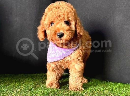 Safkan Çi̇ş Eği̇ti̇mli̇ Toy Poodle Bebekler görsel