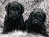 En Asi̇l Si̇yah Toy Poodle Di̇şi̇ Ve Erkek Yavrularimiz