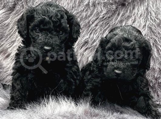 En Asi̇l Si̇yah Toy Poodle Di̇şi̇ Ve Erkek Yavrularimiz görsel