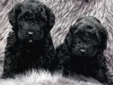 En Asi̇l Si̇yah Toy Poodle Di̇şi̇ Ve Erkek Yavrularimiz