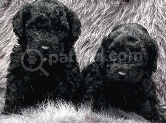 En Asi̇l Si̇yah Toy Poodle Di̇şi̇ Ve Erkek Yavrularimiz görsel