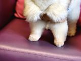11 Aylık Erkek Pomeranian Izmir 