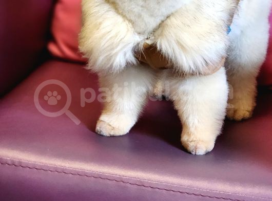 11 Aylık Erkek Pomeranian Izmir  görsel