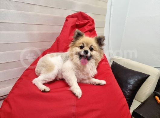 Pomerian Boo Yavrularım A Kalite  Balikesir  Altinoluk