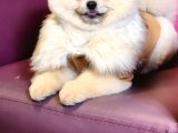 11 Aylık Erkek Pomeranian Izmir 