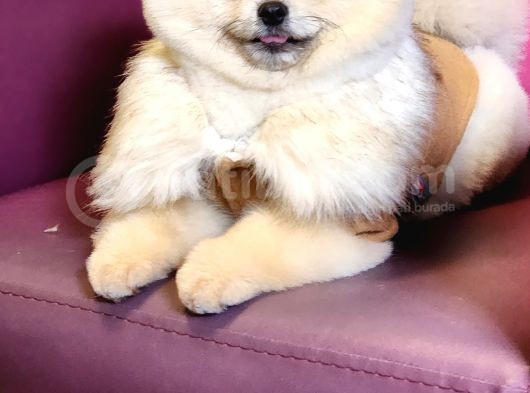11 Aylık Erkek Pomeranian Izmir  görsel