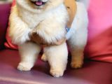 11 Aylık Erkek Pomeranian Izmir 