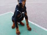 Acil Estetikli Blue Kızıl Siyah King Dobermanlar 2 Aylık