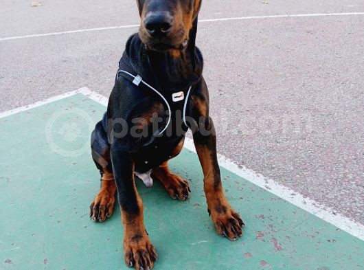 Acil Estetikli Blue Kızıl Siyah King Dobermanlar 2 Aylık görsel