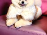 11 Aylık Erkek Pomeranian Izmir 