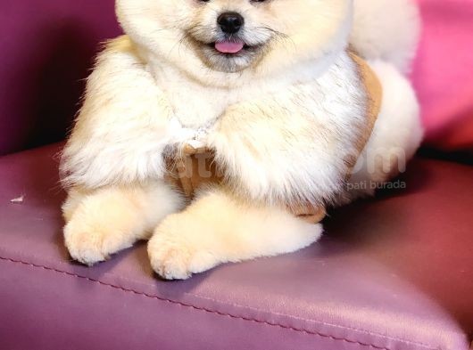 11 Aylık Erkek Pomeranian Izmir  görsel