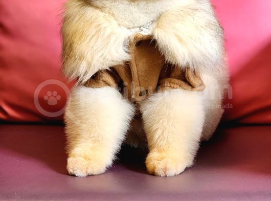 11 Aylık Erkek Pomeranian Izmir  görsel