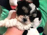 Gerçek Mini Morkie Yavrular