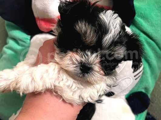 Gerçek Mini Morkie Yavrular görsel