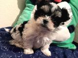 Gerçek Mini Morkie Yavrular