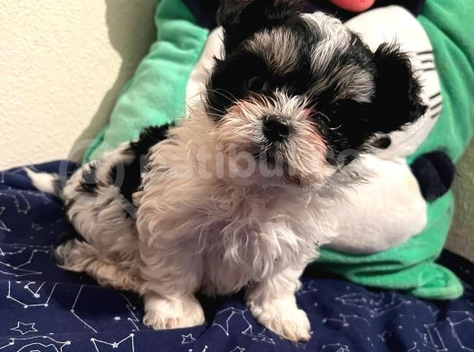 Gerçek Mini Morkie Yavrular görsel