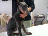 Acil Estetikli Blue Kızıl Siyah King Dobermanlar 2 Aylık