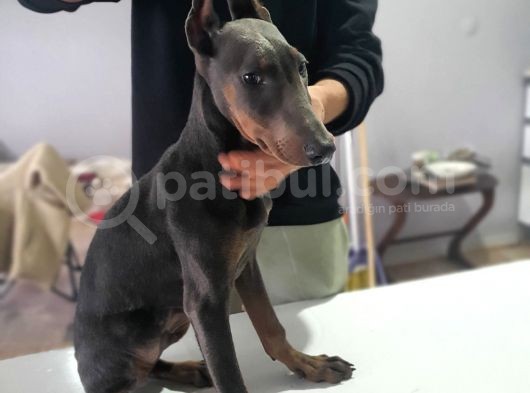 Acil Estetikli Blue Kızıl Siyah King Dobermanlar 2 Aylık görsel