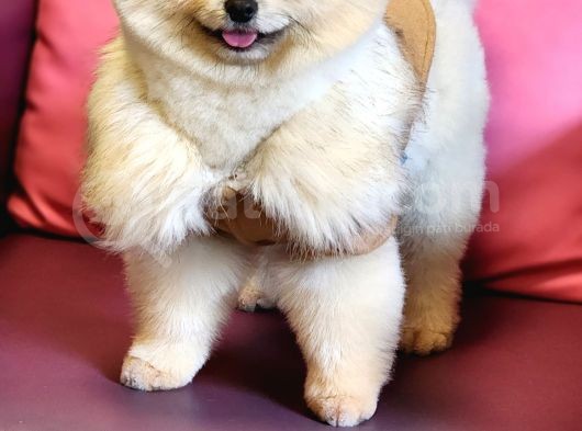 11 Aylık Erkek Pomeranian Izmir  görsel