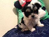 Gerçek Mini Morkie Yavrular
