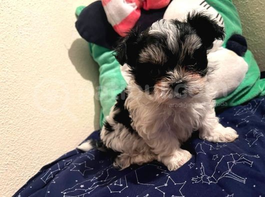 Gerçek Mini Morkie Yavrular görsel