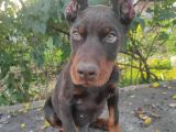 Acil Estetikli Blue Kızıl siyah king dobermanlar 2 aylık